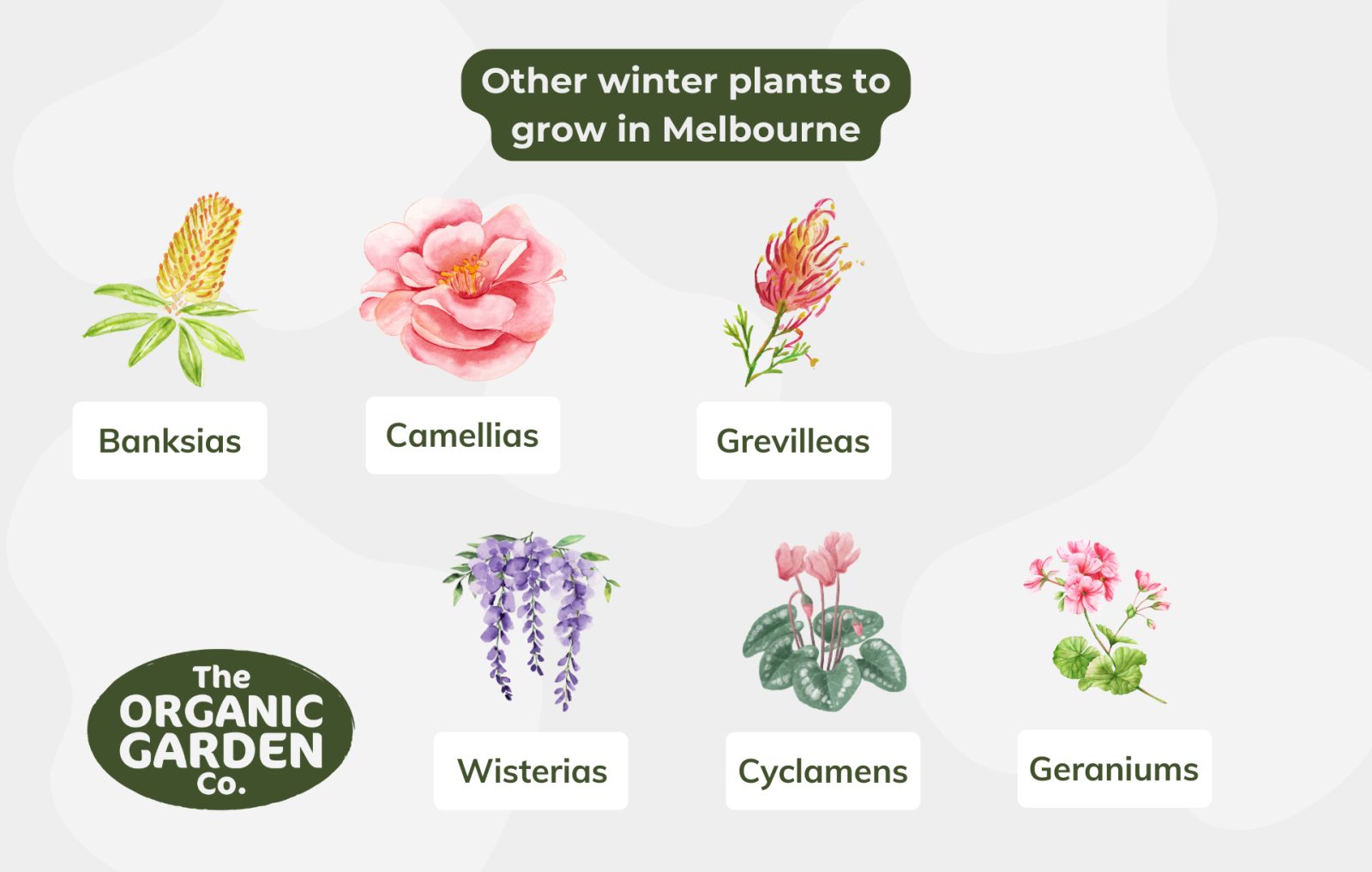 What To Plant In Winter Melbourne Edition